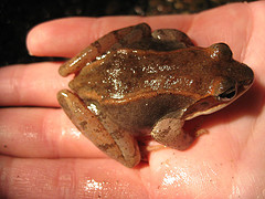 Wood Frog