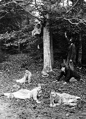 beech nut collecting in williston
