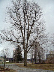Hickory on Route 2 in Williston