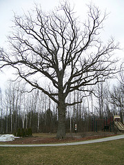 Old oak mirroring Taft's Corners