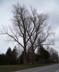 Large sugar maples on route 2 near Williston center
