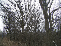 Sugar maple fence row near Williston water tower