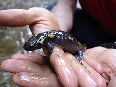 Spotted Salamander near Pine Ridge School