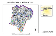 Amphibian Activity in Williston, Vermont