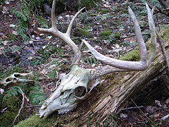 Deer skull found in Talcott Forest