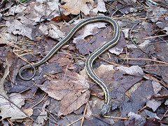 Gartersnake in Talcott Forest