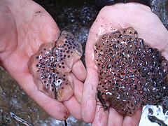 Spotted Salamander and Wood Frog Egg Masses