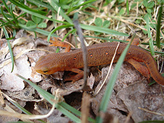 Red eft found at Catamount Center