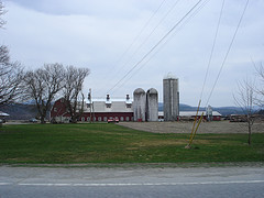 Dairy Farm