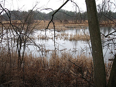 GriswoldWetland