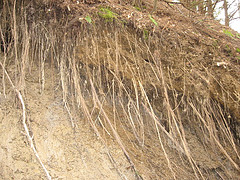 Erroding Stream Bank - sandy soil