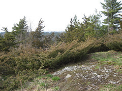 Exposed Bedrock on top of Five Tree Hill