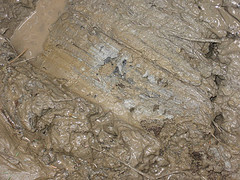 Clay found in stream bank under sand