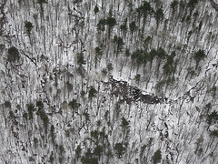 Vernal Pool