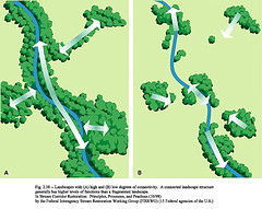 Riparian Buffers as Wildlife Corridors