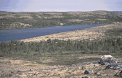 tundrawoodland