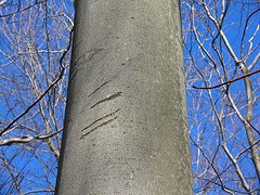 Bear Claw