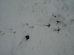 Williston Wildlife