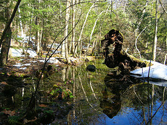 Glorious Vernal Pool