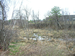 Muddy Brook Wetland