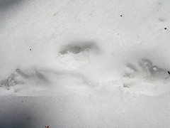 Beaver Tracks