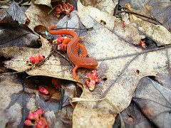 Eastern Newt