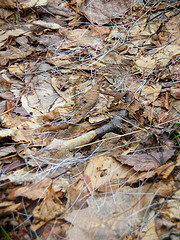 Deer Bed Remnants