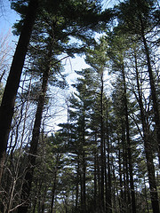 majestic trees gramma