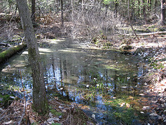 vernal pool gramma
