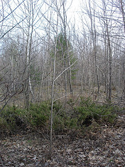 early successional