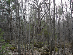 pasture tree