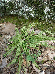 spleenwort