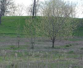 Mahan site