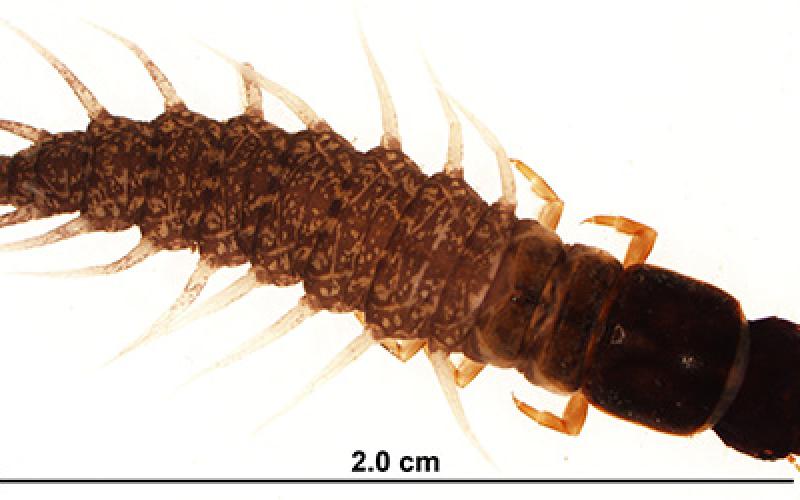 Dobsonfly (Credit: Phil Emmling) Dobsonfly