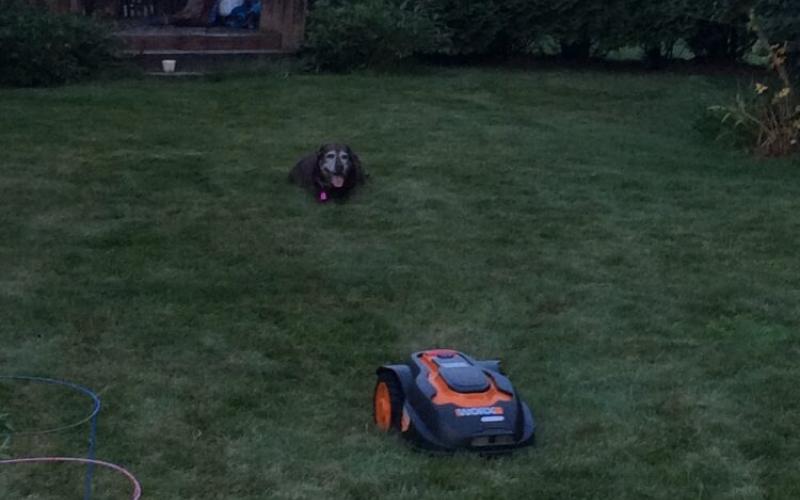 Mo, the robotic lawnmower, mowing toward a dog