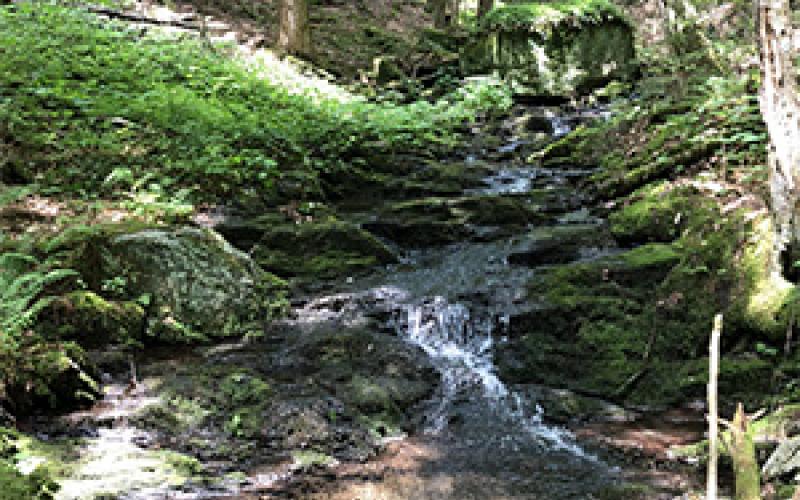 Healthy stream Stream in the woods