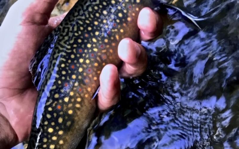 Brook trout in Dowesville Brook, photograph by Joshua Morse Brook trout in Dowesville Brook; photography by Joshua Morse