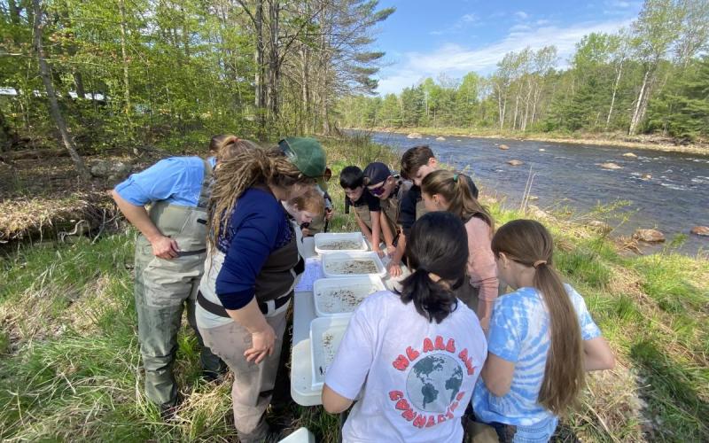 Students look at the macroinvertebrates that they collected from the river.