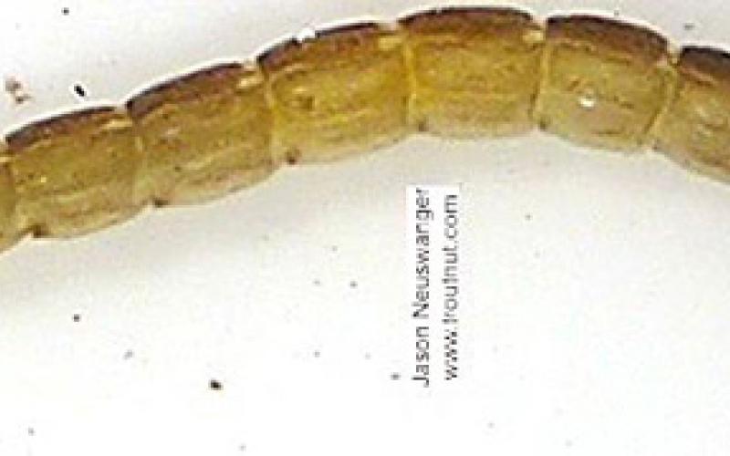Midge or fly larva (Credit: Jason Neuswanger www.troutnut.com) Midge which a fly larva