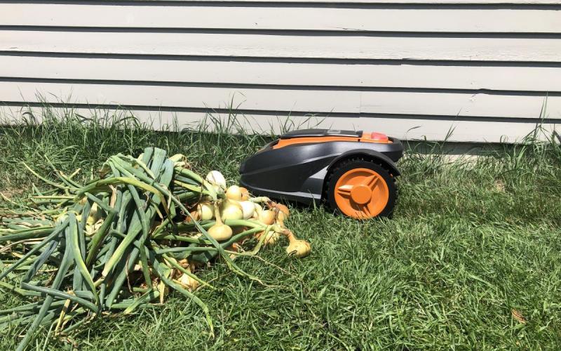 Mo, the robotic mower, stopped by a pile of onions