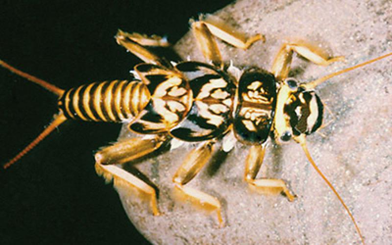 Stonefly (Credit: Dr. Stanley Szcytko) Stonefly