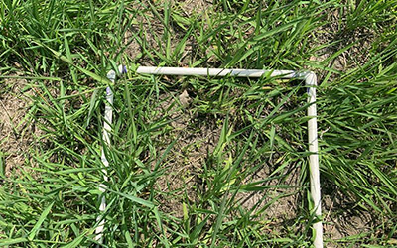 Quadrat used to estimate percentage of reed canary grass. Square PVC pipe frame on grass