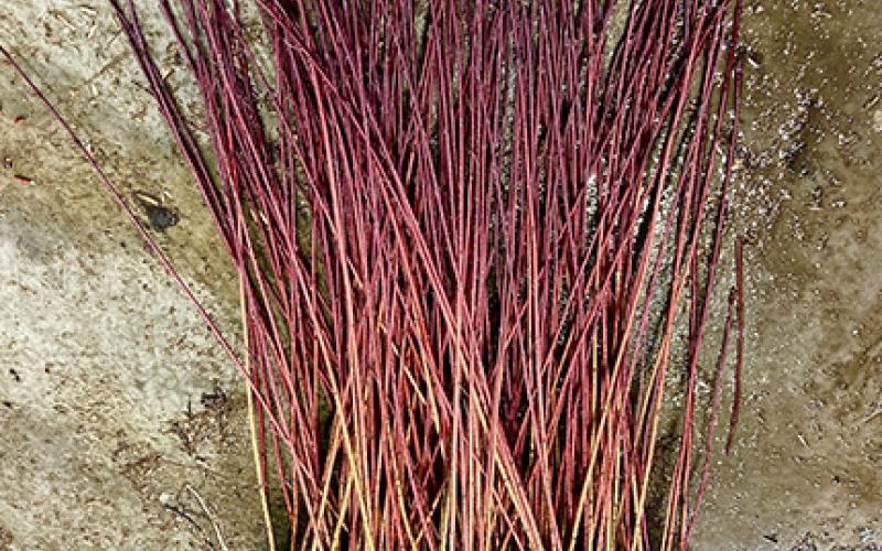 Bare root seedlings of red osier dogwood, a popular species for riparian restoration plantings in Vermont. Photo courtesy of Annalise Carington, USWFWS & the Intervale Center. Stems of red osier dogwood