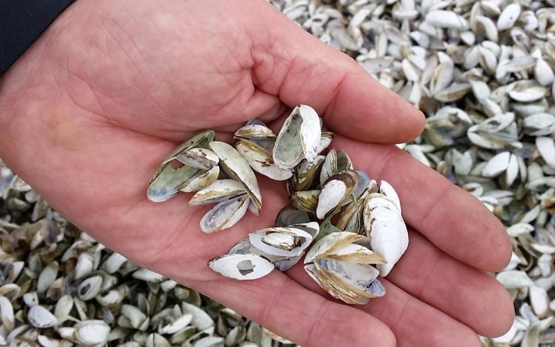 Zebra mussels Zebra mussels in a person's hand