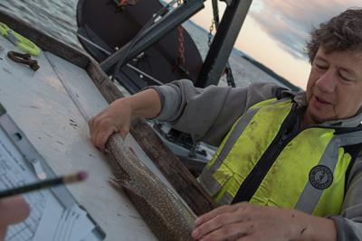 Fisheries Biologist Ellen Marsden measures a fish aboard a research vessel on Lake Champlain