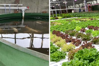 Finn and Roots operator stands next to tank of fish, and lettuce grows on long tables