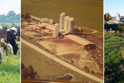 Two farmers and cows in field, old aerial image of barn and fields, cows walking down road near riparian forest