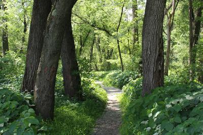 Woodland trail in a lush green wetland forest