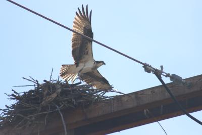 Osprey leaving a nest ontop of a telephone pole