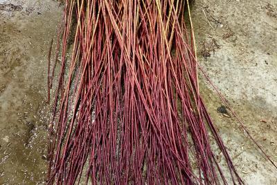 Red osier dogwood bare-root stems ready for planting